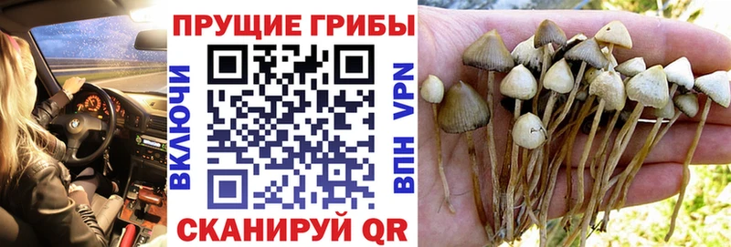 мориарти телеграм  купить  сайты  Шахунья  Галлюциногенные грибы MAGIC MUSHROOMS 